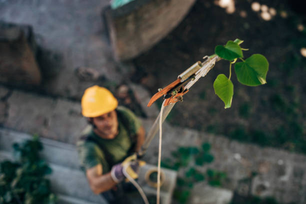 Lake Havasu City, AZ  Tree Services Company